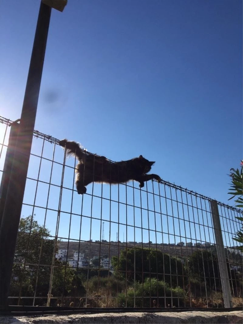 Kedi tele sıkıştı, itfaiye yardıma koştu
