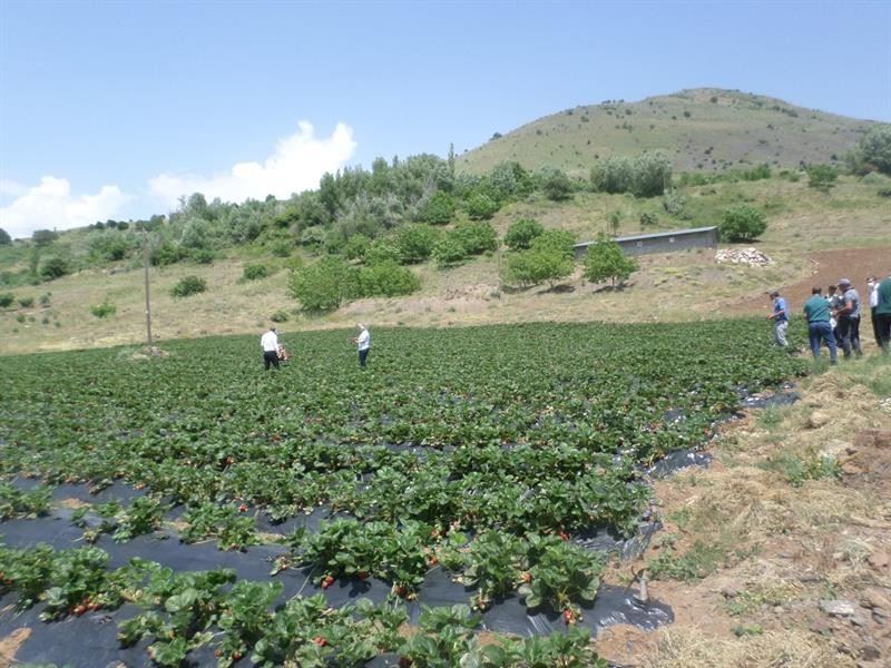 Kavurucu sıcaklara dikkat
