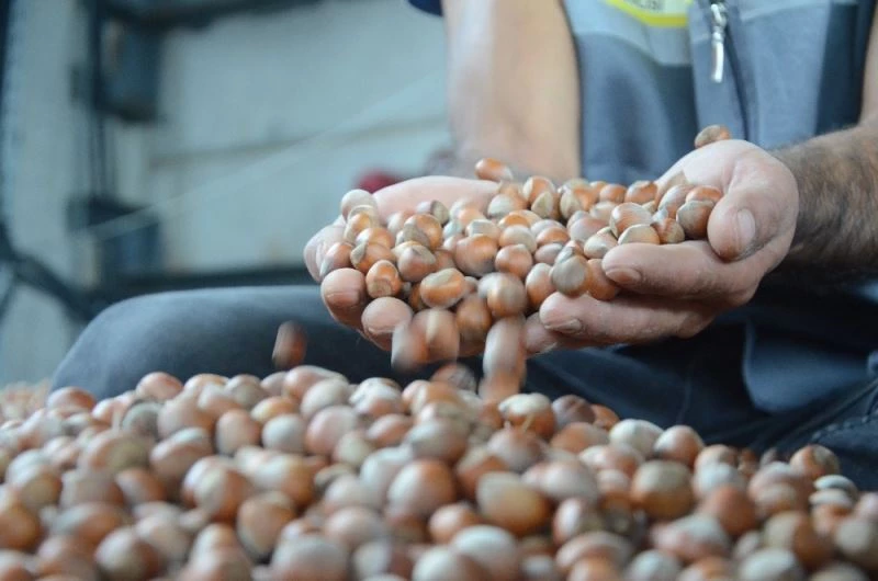 Ordulu üreticiler fındık fiyatlarından memnun
