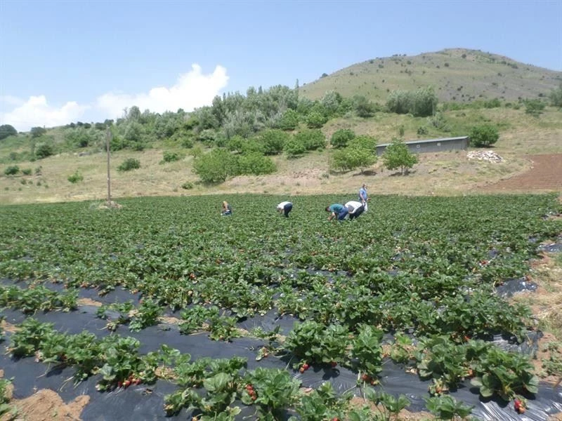 Çat ve Sultansuyu barajları çiftçiyi güldürdü
