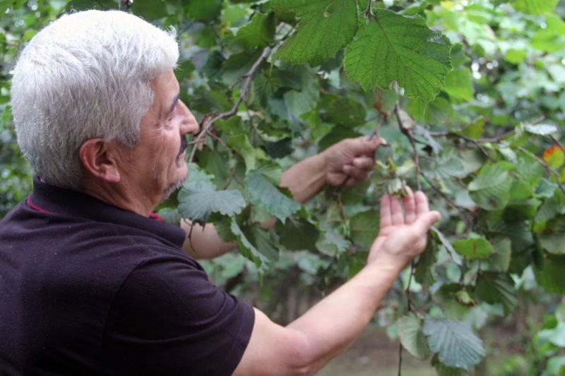 Giresunlu fındık üreticileri açıklanan fındık fiyatını değerlendirdi
