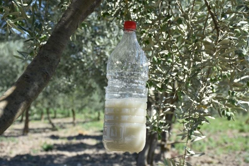 Zeytin sineğiyle mücadelede biyoteknik yöntem
