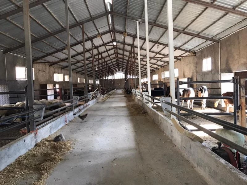 Yılanın soktuğu 700 kiloluk büyükbaş hayvan telef oldu