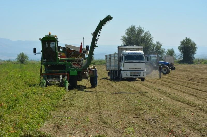 Salihli Ovası’nda makineli domates hasadı
