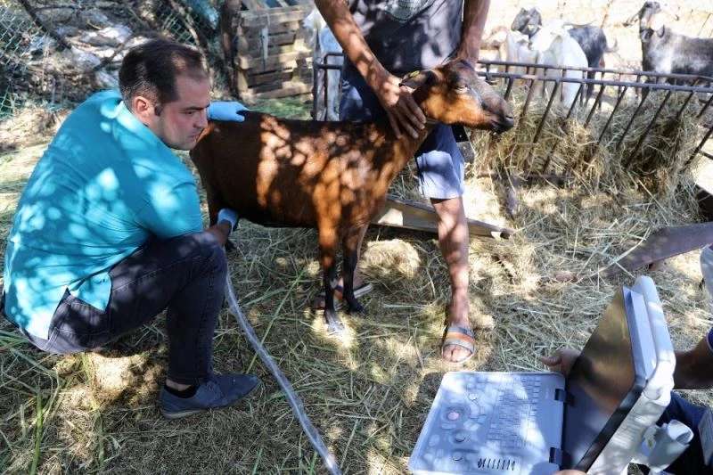 Kıl keçilerine ultrasonlu sağlık kontrolü
