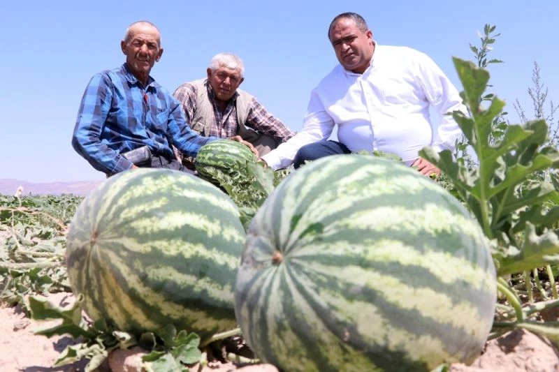 Olmaz denilen çorak topraklarda organik kavun karpuz yetiştirdiler
