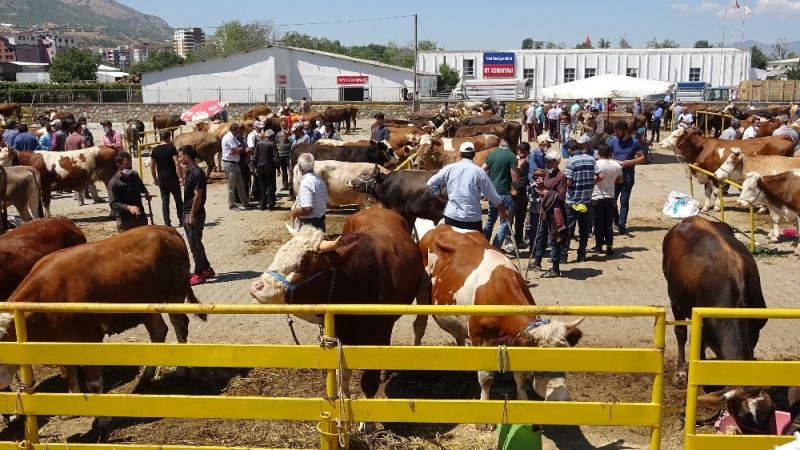 Pandemiye rağmen kurbanlıkların yüzde 50’den fazlası satıldı
