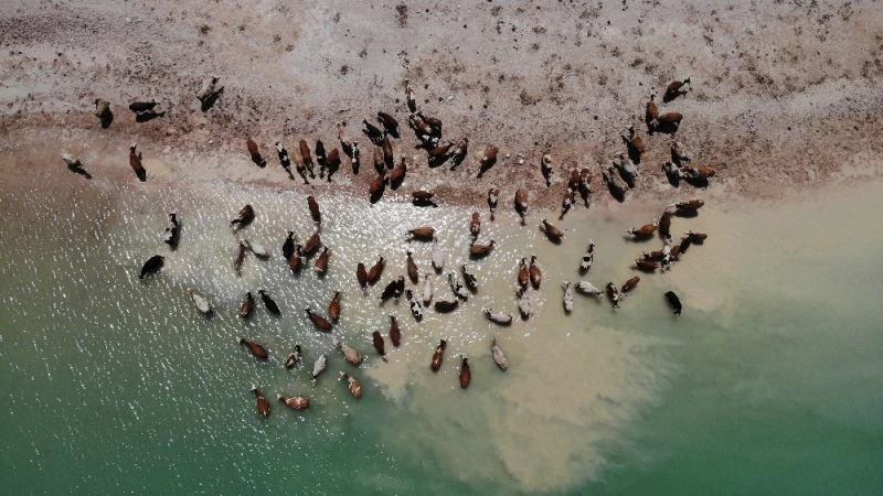 Sıcaklar onları da etkiledi, bu kez mandalar değil, inekler serinledi
