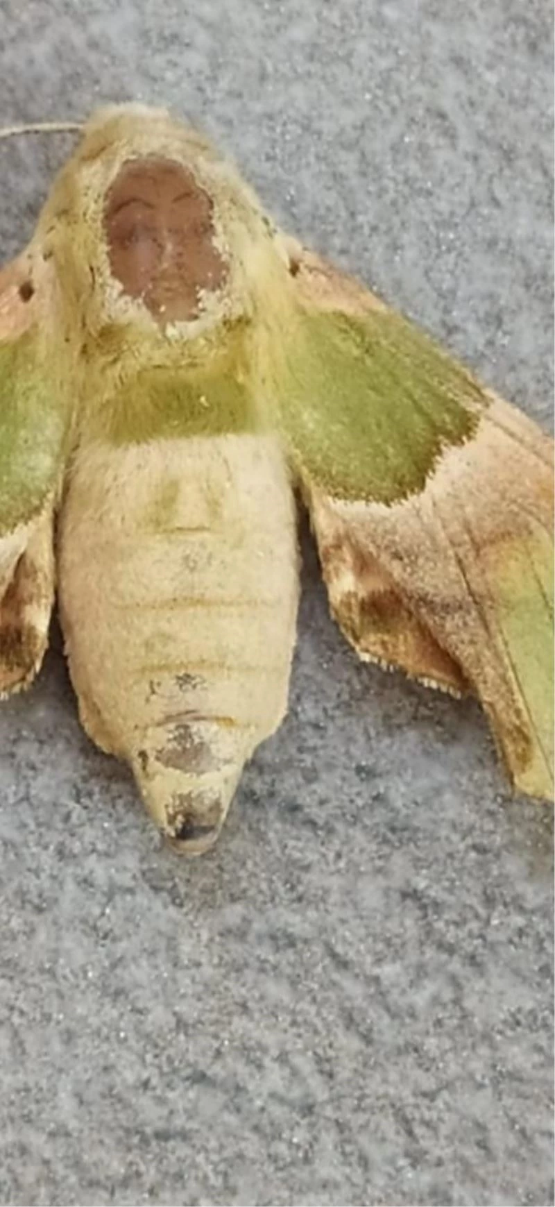 Kelebeğin sırtındaki insan sureti görenleri şaşırtıyor
