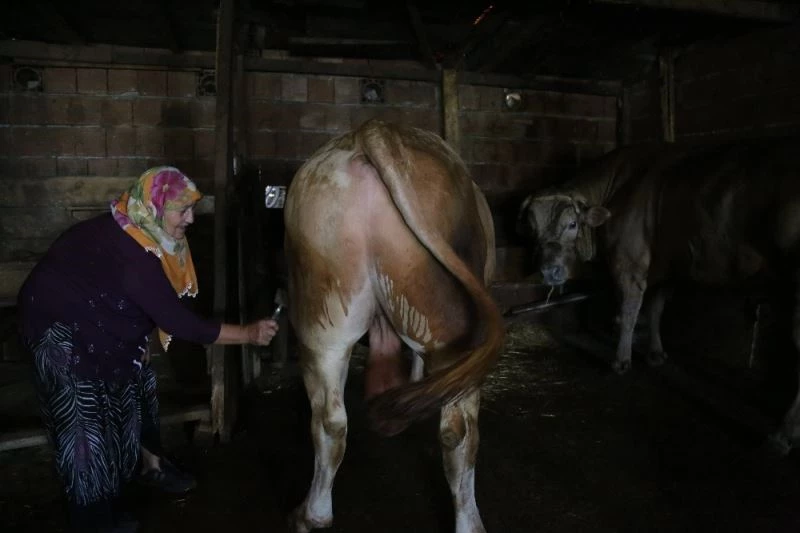 63 yaşındaki kadın tonluk boğalarına gözü gibi bakıyor
