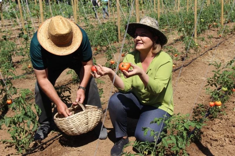 Belediyenin 80 gün önce fide diktiği bahçeden 1.5 ton mahsul toplanacak
