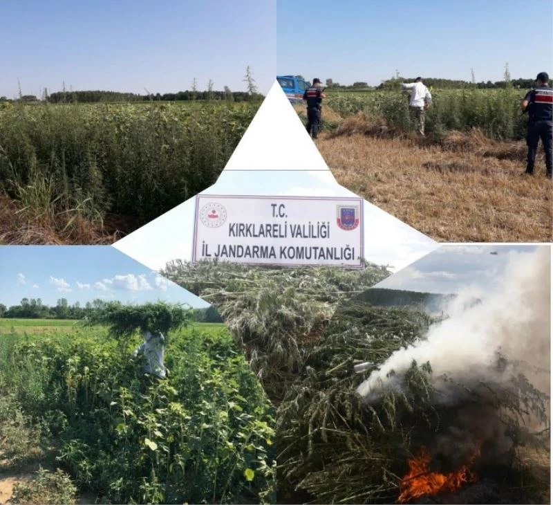 Ayçiçeği tarlasında kendiliğinden yetişmiş 261 bin kök kenevir bulundu
