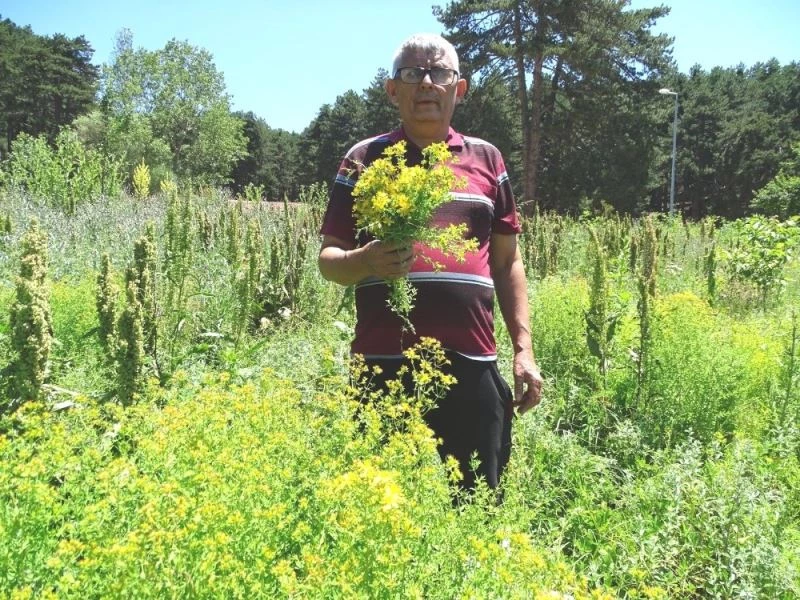 Sarı Kantaron otu şifa kaynağı
