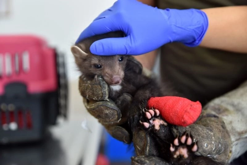 Yaralı sansar emin ellerde
