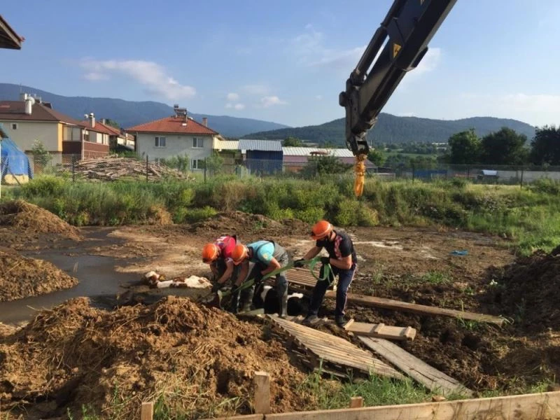 Gübre yığınına saplanan buzağıları boğulmaktan itfaiye kurtardı
