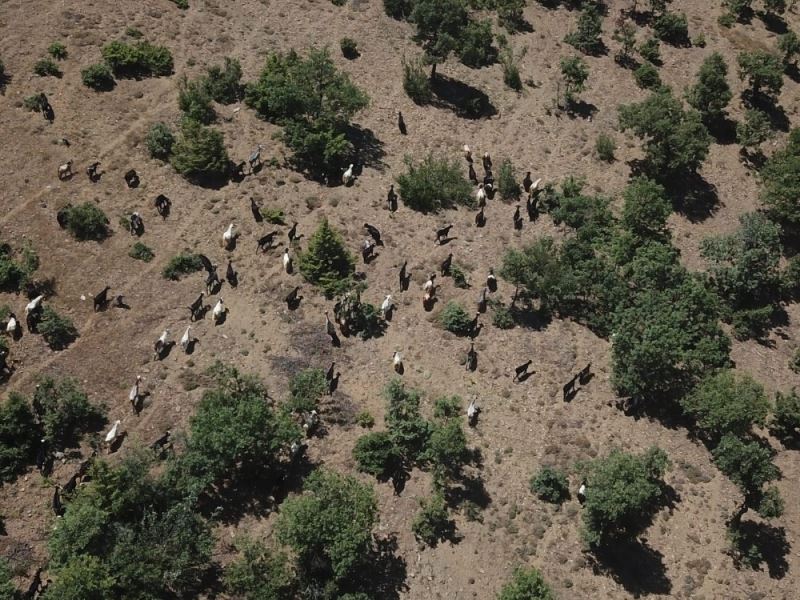 Jandarma sahibinin uyuyup kaybettiği 93 keçiyi drone ile buldu
