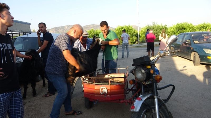 Kurban pazarında ’kurban taksi’
