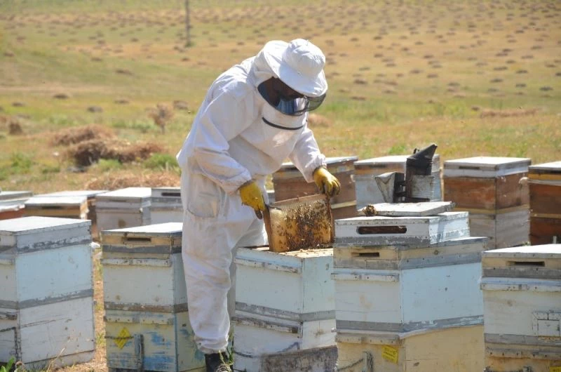 Türkiye’nin arıcıları Şırnak yaylalarında buluştu

