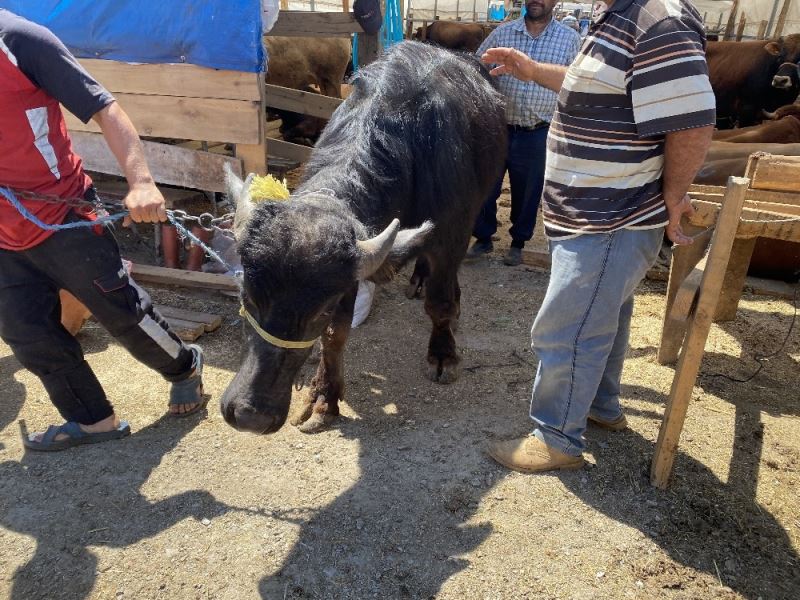 (Özel) Bin 200 kilometrelik yoldan gelen ‘Paşa’ kurban pazarının gözdesi oldu
