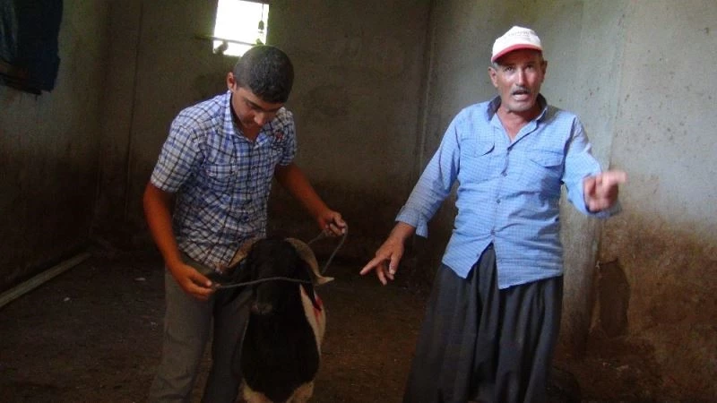 Başı boş gezen kurbanlık koçu sahibine teslim etti
