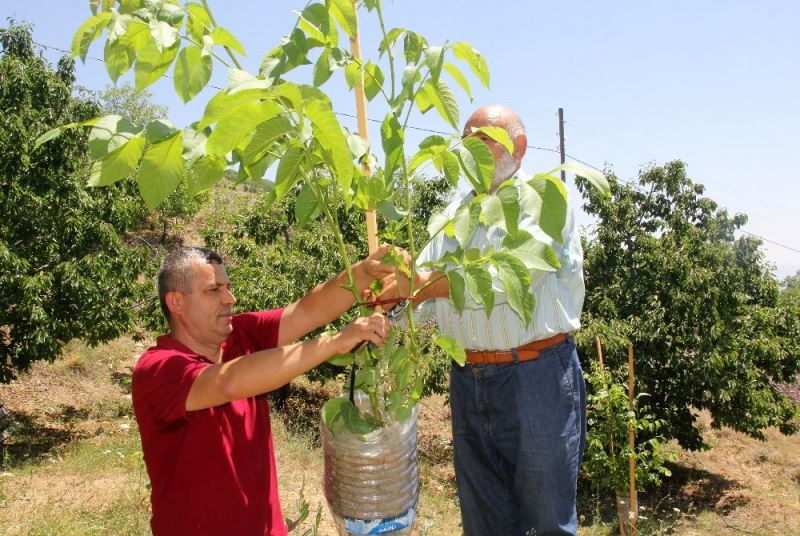 Verimsiz ceviz ağaçları kabuk altı aşısıyla verimli hale getiriliyor
