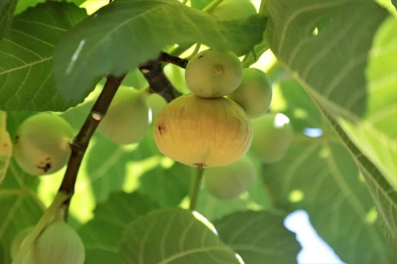 Tescilli Abbas inciri tezgahlardaki yerini aldı