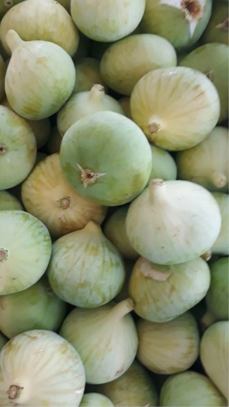 İncirde 7 bin ton rekolte bekleniyor
