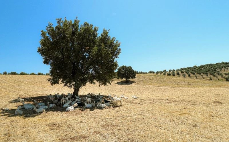 Bir ağaç 50 keçiye gölge oldu
