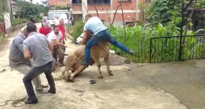 Kurbanlık boğa boynuzlarını tutan şahsı böyle savurdu
