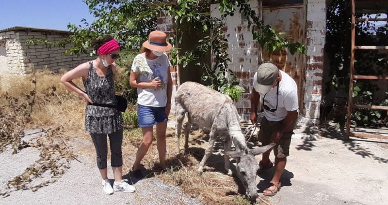 Başıboş bırakılan eşeği, hayvanseverin dikkati kurtardı
