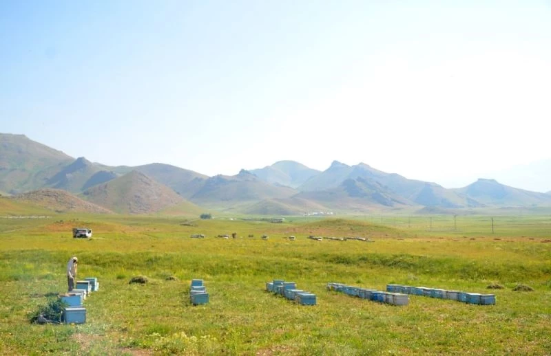 Şırnak yaylaları arıcılarla doldu
