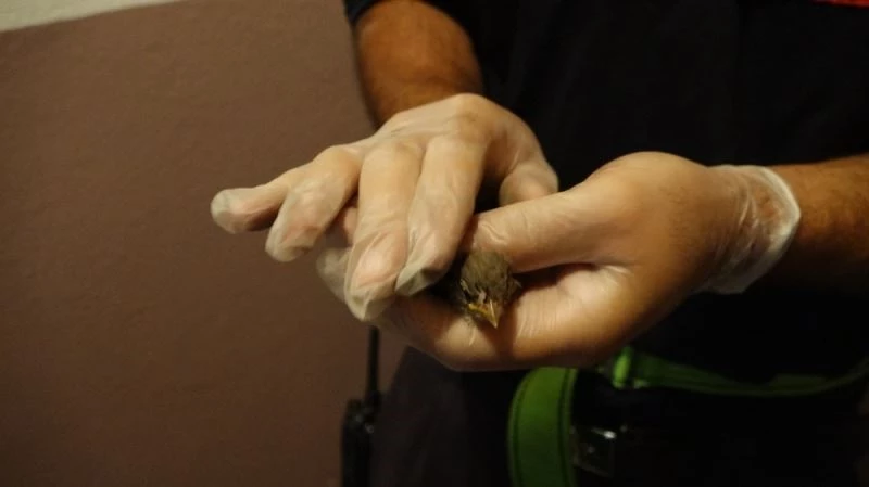 Bacağına ip dolaşan kuşa kurtarma operasyonu
