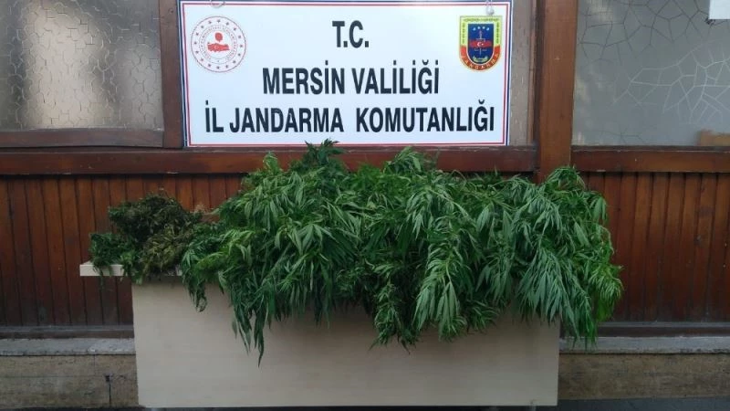 Toroslar’da 604 kök kenevir bitkisi ele geçirildi
