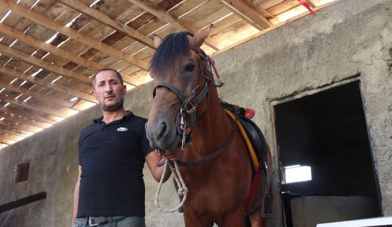 Siirt’te yetiştirilen rahvan atları sıfır araba fiyatına satılıyor
