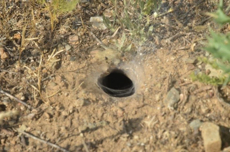 Köstebek yuvalarını örümcekler bastı
