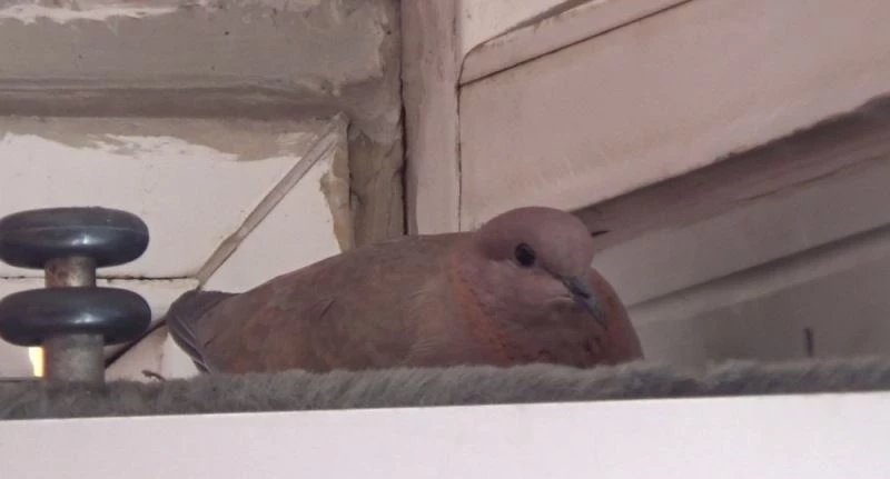 Dönercinin davetsiz misafiri Kumru, bu yıl da geleneği bozmadı
