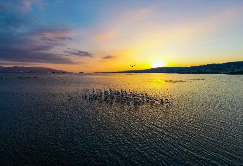 İzmit Körfezi’nde flamingoların dansı
