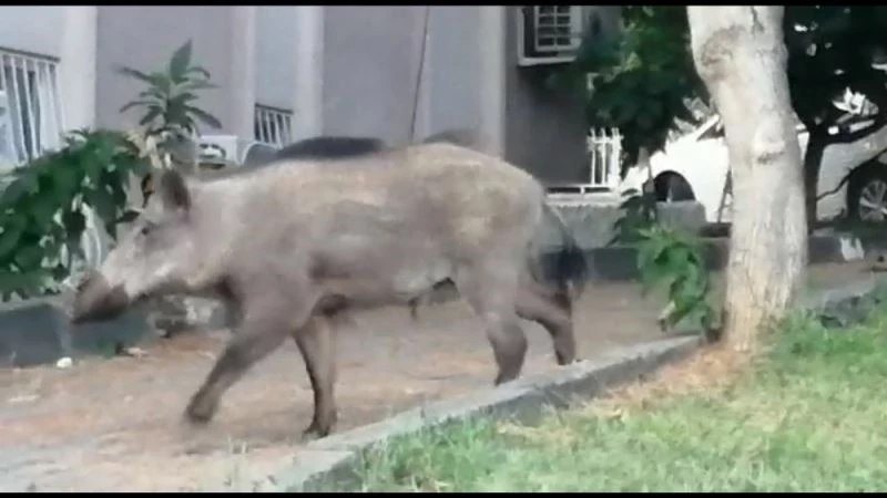 Gündüz vakti şehre indi, vatandaş şaştı kaldı
