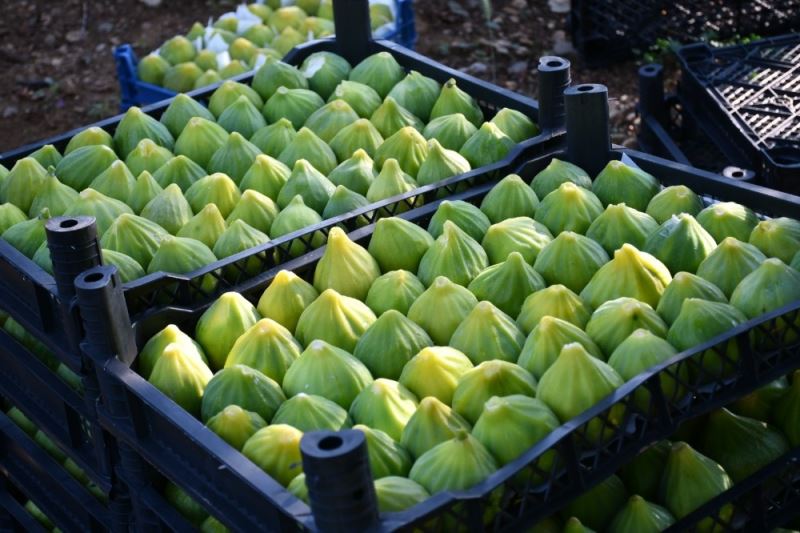 ’Yediveren’ inciri toplanmaya başlandı
