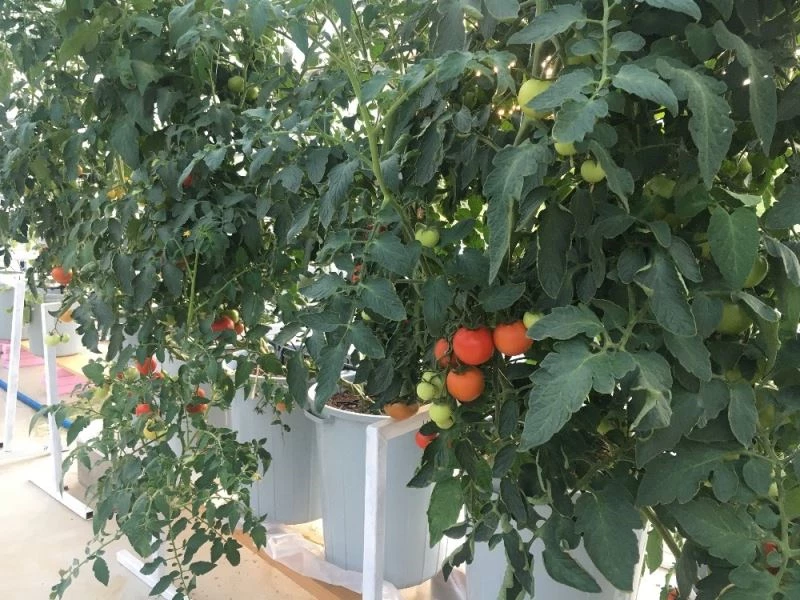 Topraksız tarımı teknoloji ile buluşturdular
