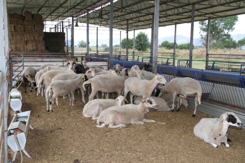 ADÜ Veteriner Fakültesi kurban satışlarına başladı
