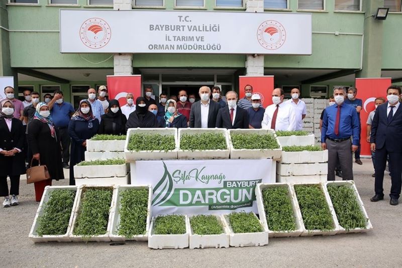 Bayburt’ta kadın çiftçilere 150 bin tarhun fidesi dağıtıldı
