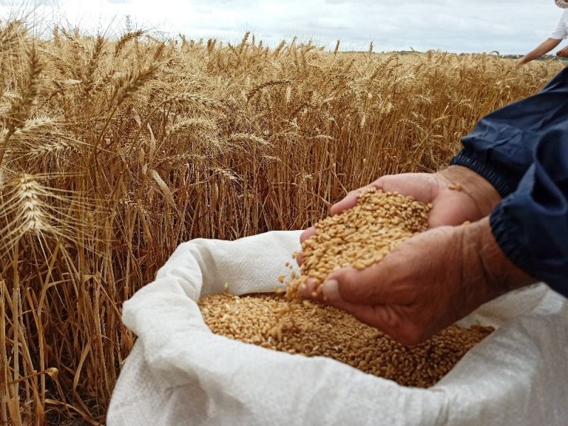 Yerli ve milli buğday tohumu ’kirve’ tanıtıldı
