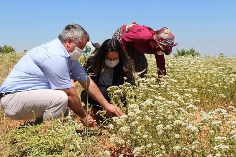 Çizmeleri giyen kadın kaymakam kekik hasadına katıldı
