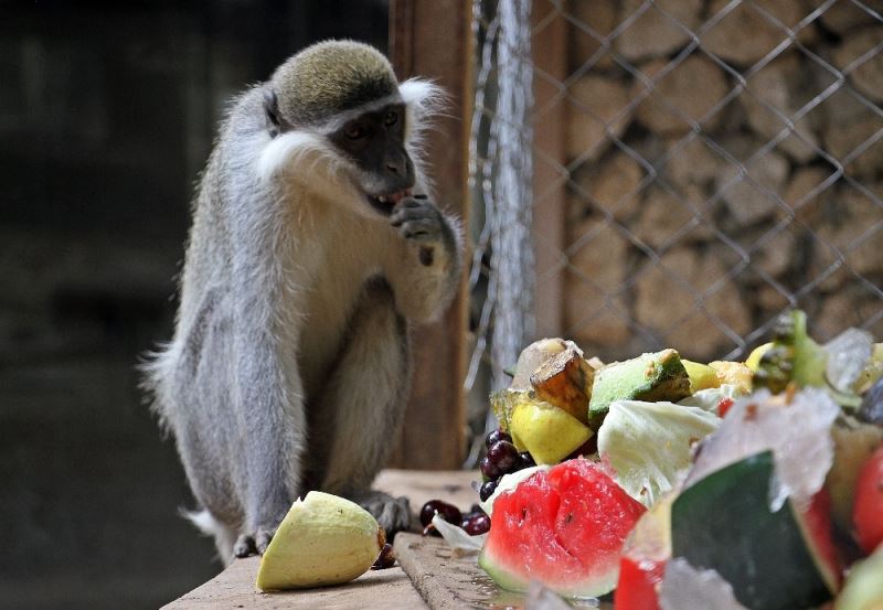 Sıcaktan bunalan maymunların buzlu meyve kokteyli keyfi
