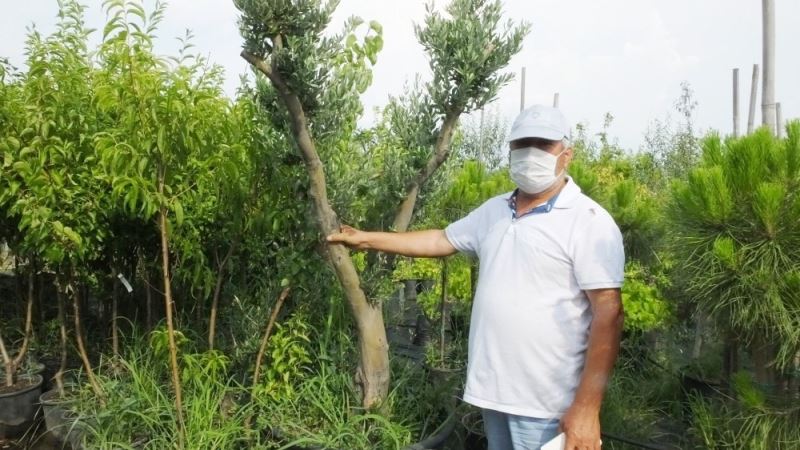 Balıkesir’de zeytin ağaçları saksıya girdi
