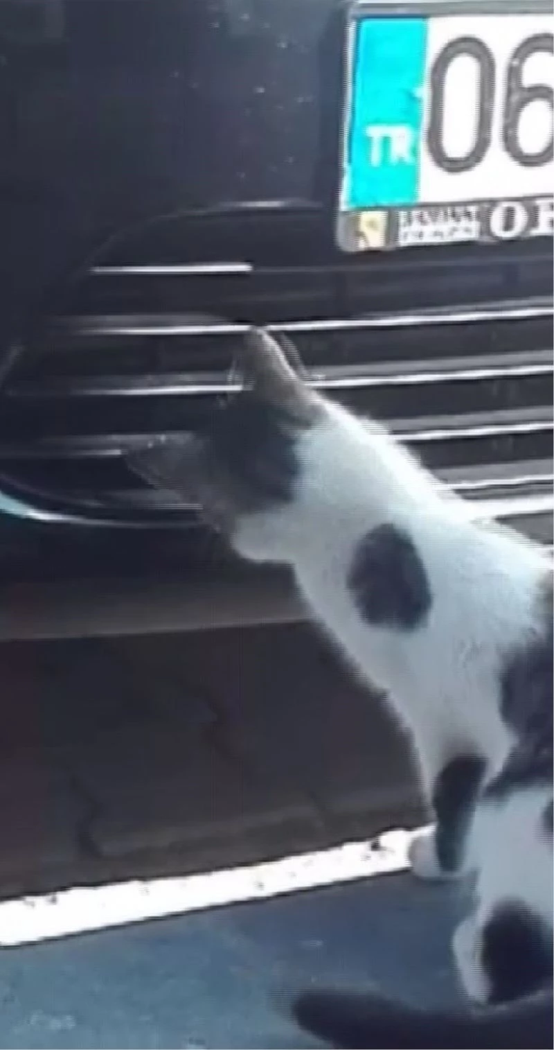 Kedinin serçe avı böyle görüntülendi
