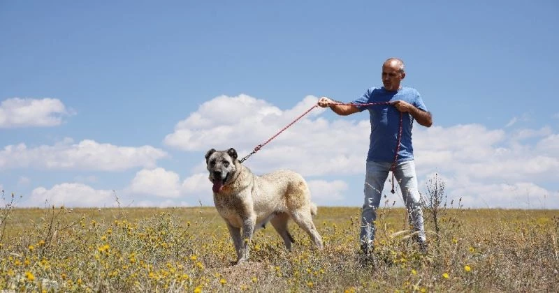 Kangal köpeklerine çipli takip geliyor
