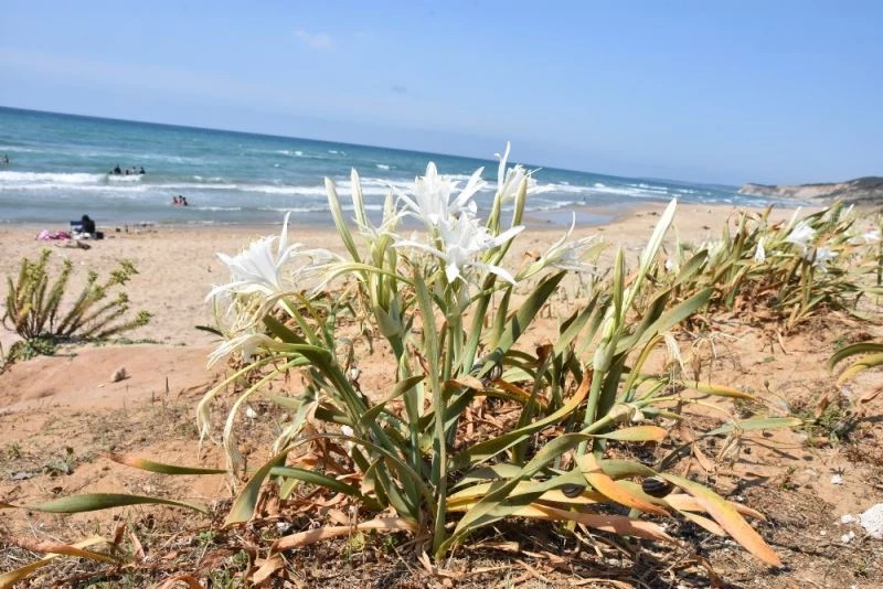 Bu zambağı koparmanın cezası 73 bin lira
