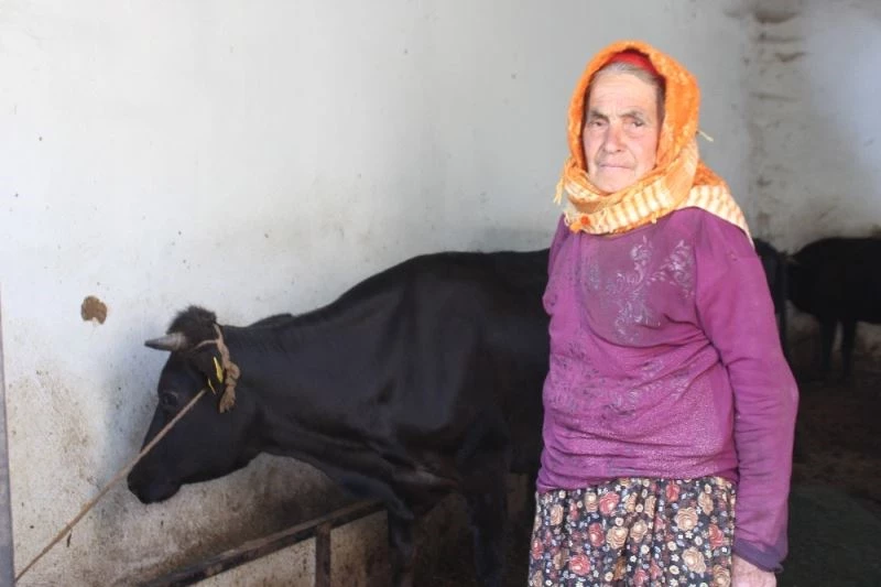 (Özel) Sabiha Teyze inekleri ile mutlu bir bayram geçiriyor
